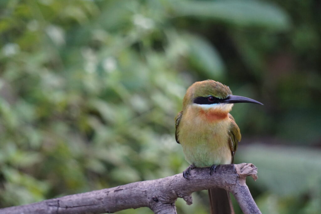 Vogel