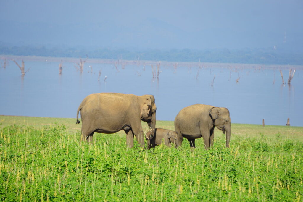 Elefant