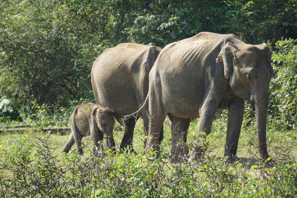 Elefant