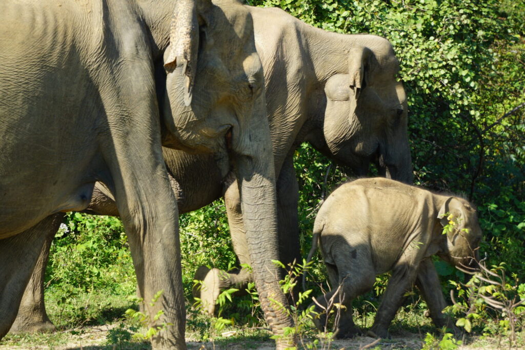 Elefant